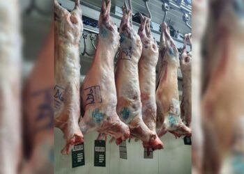 Shqipëria nis eksportin e mishit drejt Arabisë Saudite, Krifca: Dërguam 40 qingjat e parë