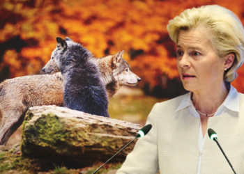 Hëngri kalin e Von der Leyen, dënohet me vdekje ujku pasi iu bë testi i ADN: E gjithë familja ishte tmerrësisht…!