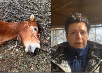Vritet me çifte kali i fermës në Kolonjë, përlotet pronarja: Na hoqën një pjesëtar të familjes