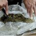 Shkatërrohet grupi kriminal në Austri/ Arrestohen 5 shqiptarë, sekuestrohen mbi 26 kg marijuanë