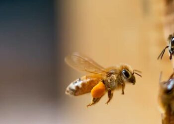 Studimi: Bletët mund të bëjnë dallimin mes numrave çift dhe atyre tek