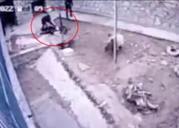 VIDEO/ Pamje të rënda: Kujdestari harron kafazin e ariut hapur, ‘bisha’ e shqyen