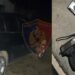 Plagosja e 50-vjeçarit/ Policia i vë prangat personit që ndihmoi autorin, sekuestrohet arma dhe…