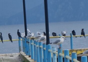 Ndryshimi i kushteve klimatike/ Regjistrohet numër më i ulët shpendësh në liqenin e Ohrit dhe Prespës
