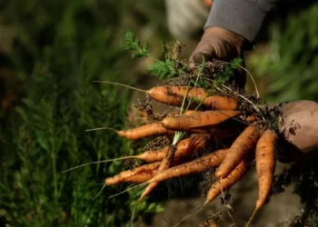 BBC: Si po depërton mikroplastika në ushqimet që konsumojmë