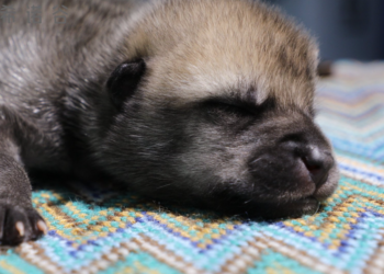 Ujku i parë arktik i klonuar sjell shkencën një hap pranë rikthimit të specieve të zhdukura