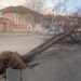 Era e fortë shkul pemët dhe ndërpret energjinë në disa zona të Korçës