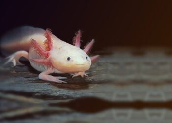 Aftësitë e tij të gjithë që do të donin t’i kishin: Kjo krijesë e vogël në rrezik është e aftë të rigjenerojnë zemrën e trurin!