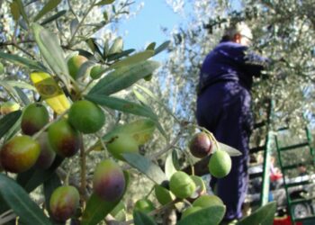 100,000 fermerë kultivojnë ullirin, ekspertët zbulojnë arsyen që kufizon eksportin e vajit jashtë vendit