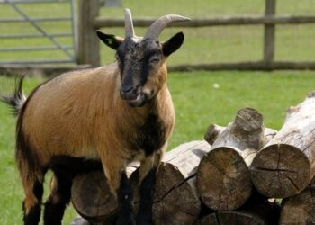 I shërbeu për Krishtlindje/ Drejtori i kopshtit zoologjik akuzohet se ka vrarë katër dhi pigme