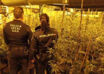 Zbulohet plantacion marijuane në një magazinë, 5 shqiptarë të arrestuar në Spanjë