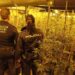 Zbulohet plantacion marijuane në një magazinë, 5 shqiptarë të arrestuar në Spanjë