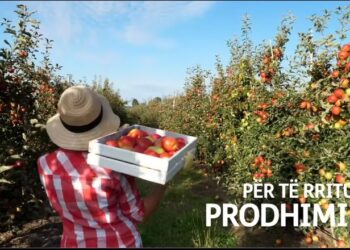 Subvencionet në bujqësi, nis aplikimi përmes e-Albania/ Afat deri më 11 prill, ja kush përfiton