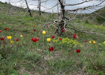Vendimi/ Rritet në qarkun e Kukësit, habitati i tulipanit shqiptar shpallet monument natyror