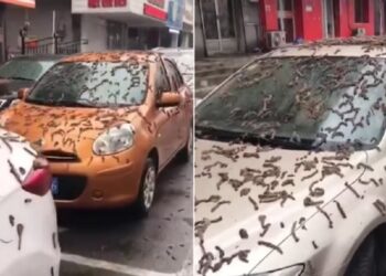 Kina në alarm, ‘shi krimbash’ nga qielli. Çfarë po ndodh në Pekin? (VIDEO)