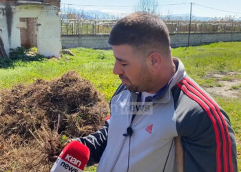 Bima “ilaç” që rritet në Divjakë… Eksportohet në Gjermani dhe SHBA