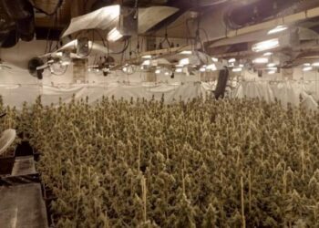 Kthyen banesën në plantacion kanabisi, arrestohen 3 të rinj shqiptarë në Spanjë