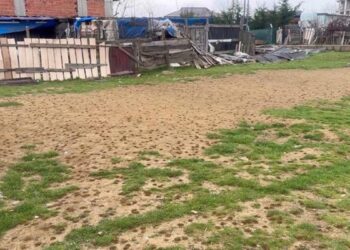 Milingonat “pushtojnë” fushën e lojës së fëmijëve, nuk ke ku të vësh këmbën