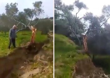 VIDEO/ Linja e thyerjes nga tërmeti ndan pemën e ullirit përgjysmë, pjesët përfundojnë 10 metra nga njëra-tjetra