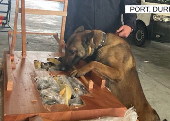 8 pistoleta në portin e Durrësit/ Shoferi i furgonit: Nuk kisha dijeni, faji im që nuk kontrollova porosinë