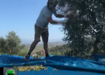Italia kërkon ullinjtë shqiptarë: Programi për të kthyer në eksportues, 11 milionë rrënjë