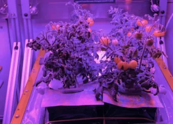 FOTO/ A do i provonit? NASA sjell në Tokë domate “aliene”