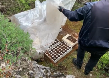 Kishte kultivuar 220 fidanë kanabis në një serë, arrestohet 58-vjecari në Shkodër