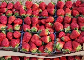 Rritet prodhimi i luleshtrydhes, fermerët e Fierit ankohen për grumbulluesit