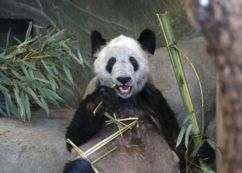 Panda Ya Ya arrin në Shangai pas qëndrimit 20-vjeçar në ShBA