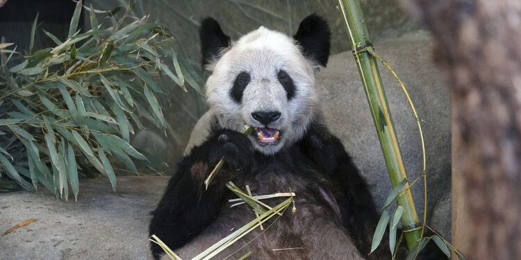 Ya Ya, a giant panda at the Memphis Zoo, eats bamboo, April 8, 2023, in Memphis, Tenn. Ya Ya began its trip to China on Wednesday, April 26, from the Memphis Zoo, where it has spent the past 20 years as part of a loan agreement. (AP Photo/Karen Pulfer Focht, File)