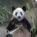 Panda Ya Ya arrin në Shangai pas qëndrimit 20-vjeçar në ShBA