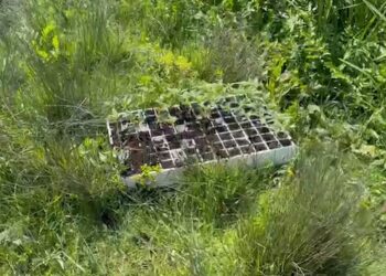 VIDEO/ Zbulohen dy plantacione në Krujë, babë e bir mbollën kanabis në vend të perimeve