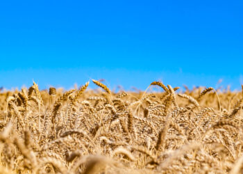 4 vende të BE-së ndalojnë importin e produkteve ushqimore nga Ukraina për të mbrojtur tregjet e tyre