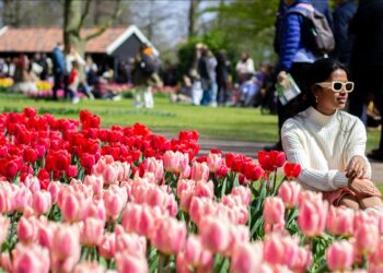Holanda hap një nga kopshtet më të mëdha të tulipanëve në botë