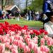 Holanda hap një nga kopshtet më të mëdha të tulipanëve në botë