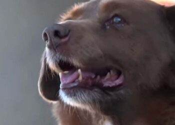 Qeni më i vjetër në botë feston 31-vjetorin, i zoti tregon sekretin e jetëgjatësisë