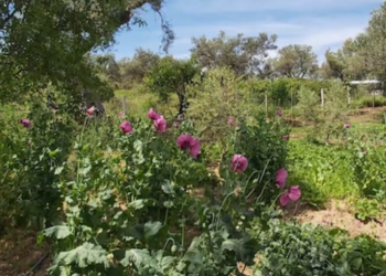 Kultivimi i opiumit në Shqipëri/ Eksperti: Mund të gjendet edhe në ambiente të brendshme, kultivohet njësoj si kanabisi