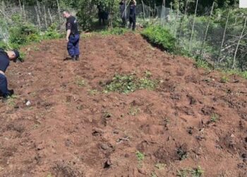 Droni gjurmon parcelat me kanabis, asgjësohen 855 bimë kanabis në malin e Brretit