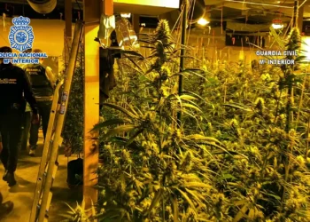 Shqiptari vritet me çekiç për 5 euro në plantacionin e marijuanës në Spanjë, trupi u hodh në pyll