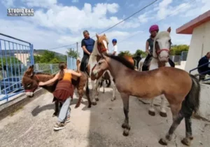 FOTOT/ Zgjedhjet në Greqi, fermeri shkon për të votuar së bashku me kalin dhe gomarin