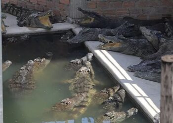 Tragjike/ Burri bie në strehën e zvarranikëve dhe copëtohet nga 40 krokodilë