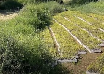 Dyshohet se kultivoi 26.600 fidanë kanabisi në Malësi të Madhe, arrestohet 55-vjeçari