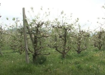 Specialistët paralajmërojnë fermerët: Ja çfarë po i dëmton kumbullat e qershitë