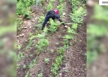 Kontrolle nga toka e ajri, asgjësohen mbi 6 mijë rrënjë kanabis në Krujë, Lezhë e Shkodër