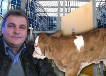 Zbardhen detajet nga hetimet e SPAK për inspektorin e arrestuar: Jo vetëm lekë, morën ryshfet edhe viç të therur