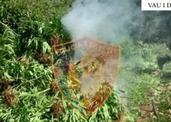 EMRAT/ Zbulohen 73 fidanë kanabis në Vaun e Dejës, arrestohet një 52-vjeçar, dy të tjerë në kërkim