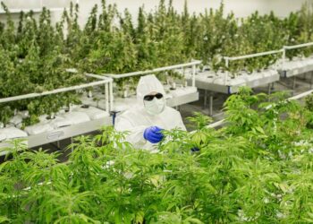 Zbardhet projektligji për legalizimin e kanabisit/ Nga kontrolli te kushtet për licencim dhe sipërfaqen e lejuar, çfarë parashikohet