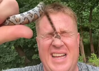 VIDEO|”50 kafshime nga gjarpri”, Youtuberi publikon xhirimin e frikshëm