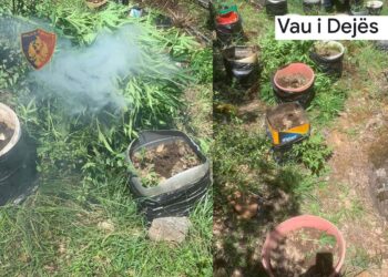 Zbulohen mbi 500 bimë kanabisi në Vaun e Dejës, shpallet në kërkim “fermeri”