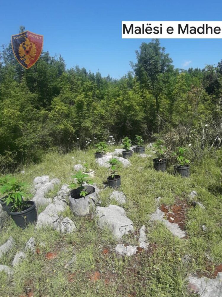 FOTO/ Policia djeg 116 rrënjë kanabis, arrestohet 28-vjeçari në Malësinë e Madhe